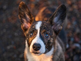 Szczeciak corgi cardigan biało-brązowy w trakcie zabawy © Michal45