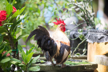 Beautiful Thailand Bantam Background with Wood Plank