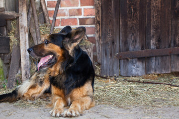 Large dog, tongue hanging out, lying in the sand in front of the barn door.