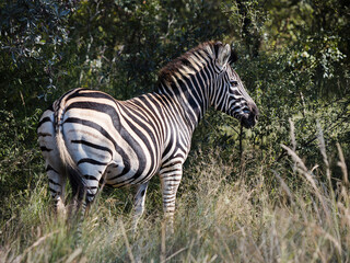 Fototapeta na wymiar Zebra standing in tall the grass in the sun full-length shot 