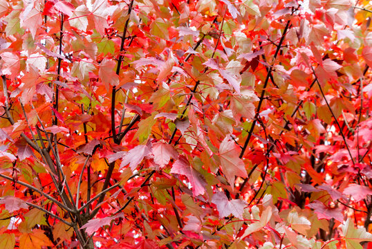Red maple, Acer rubrum, autumn view. Leaves close-up. Autumn background.