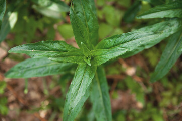 field wild plant with fresh green leaves