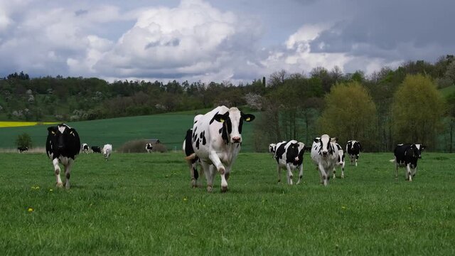 Friesian Holstein cows on a beautiful spring meadow in central Germany. Black and white dairy cows walking in the fresh green grass on a cloudy day. Herd mottled cows grazing, hilly farm landscape, 4k