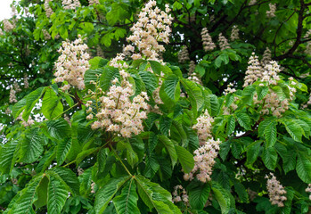 flowering chestnut tree, close-up, chestnut branch with flowers