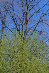 Young willow with the first leaves on the background of an old linden tree on a sunny spring day