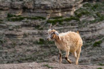 Naklejka na ściany i meble Mountain goat in the mountains of Dagestan