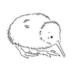 hand drawn, sketch, cartoon illustration of kiwi