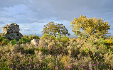 Sunset in the pasture of Extremadura
