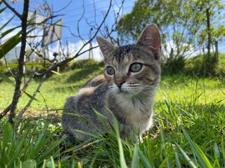 cat on grass