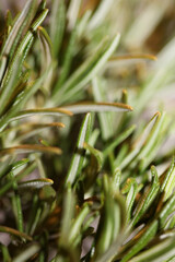 Obraz premium Rosmarinus officinalis blossom flower close up family lamiaceae modern background high quality big size print