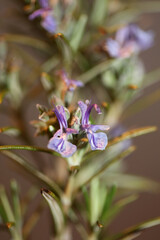 Rosmarinus officinalis blossom flower close up family lamiaceae modern background high quality big size print