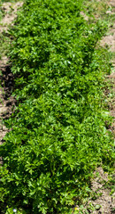 Parsley bush, aromatic plant with green leaves, grown in the garden on fertilized soil; photographed with a selective focus on the midday sun