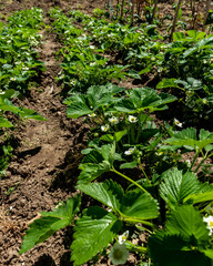 Strawberry bushes planted on the fertilized soil in the garden, have grown large and have flowers from which organic strawberry fruits will grow; selective focus
