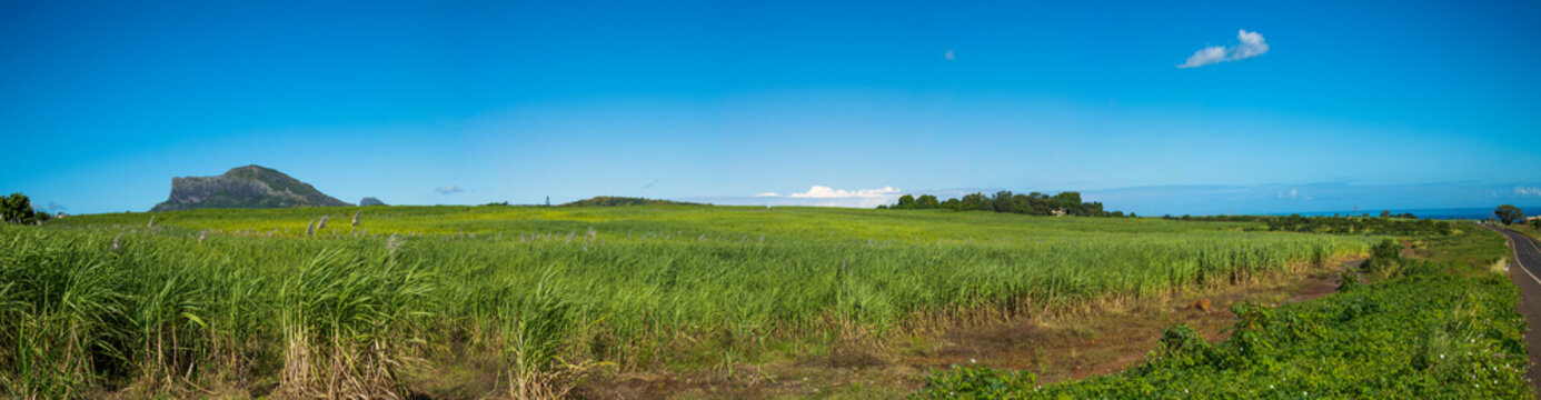 landscape with sugar cane plants and sky