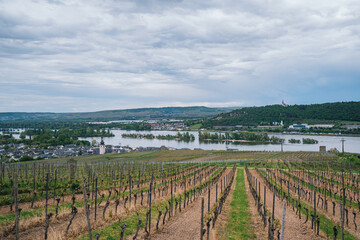 Fototapeta na wymiar Overlooking the beautiful Rhine Valley in Germany, with vast vineyards on both sides