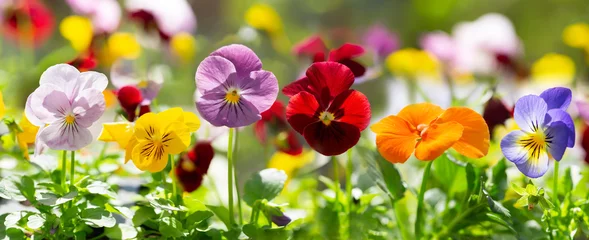 Poster colorful pansy flowers in a garden © Nitr