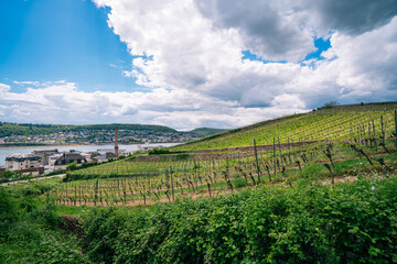 Obraz premium Extensive vineyards in the Rheingau region of Germany, famous for its 