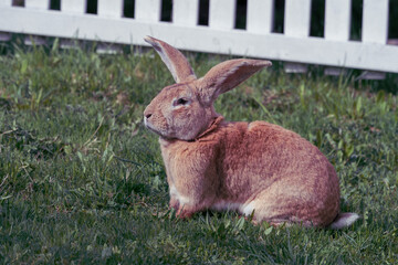 Red rabbit, belgian giant, in the garden.