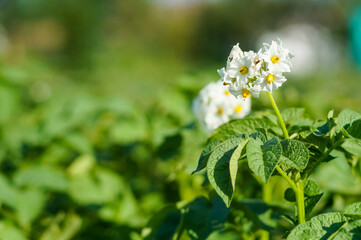 Flowering of growing potatoes