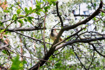 Little gray sparrow in branches of tree.