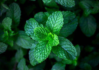 Green Mint leaves.Nature background,Green leaf background concept.