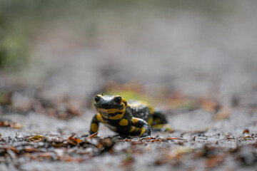 Ein Feuersalamander auf dem Waldweg