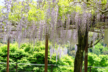 綺麗な藤の花が咲く満開の和気公園