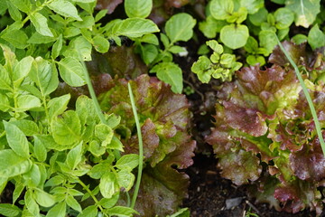 Wechselfrucht  im Garten 