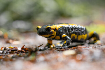 Ein Salamander läuft auf dem Waldweg