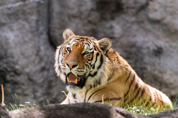 Fototapeta na wymiar ネコ科の大型動物　トラ
