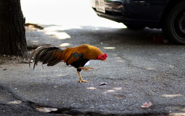 Fototapeta na wymiar A rooster walking on the floor.(also known as a cockerel or cock)
