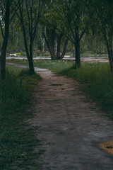 Obraz premium autumn in the park