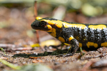 Ein Feuersalamander auf dem Waldweg von der Seite