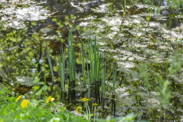 Reeds and sedge in the water of a small pond with duckweed on a sunny summer day