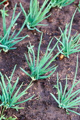 even distribution of sprouts of greenery on the ground