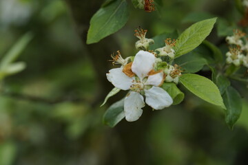 eine Apfelbaumblüte