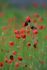 red poppy field