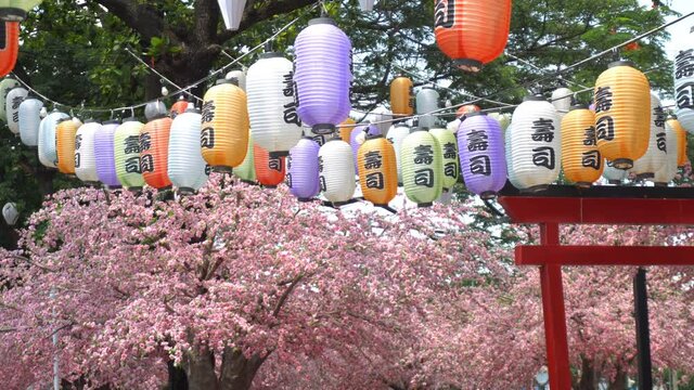 Various colored Japanese lanterns that decorate the cherry blossoms in rows. The text on the lantern is in Japanese Sushi.
