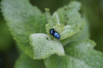 Der Erlenblattkäfer oder auch Blaue Erlenblattkäfer (Agelastica alni) ist eine Art aus der Familie der Blattkäfer (Chrysomelidae). Sie ist die einzige ihrer Gattung in Europa. Gelegentlich kommt es be