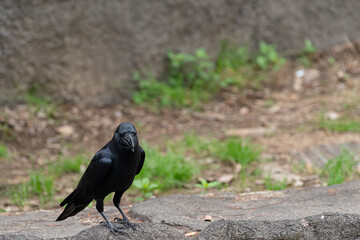 黒い鳥　カラス