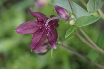 verschiedene Arten und Farben von Akeleien