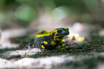 Ein Salamander läuft auf dem Waldweg vor unscharfen Hintergrund