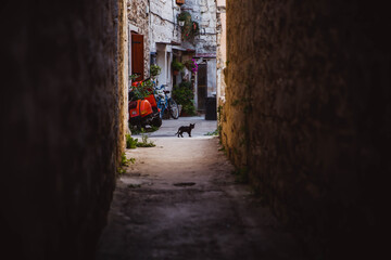 Colorful Old Town street perspective view in Trogir, Dalmatia, Croatia. Kitten in the stone street of Trogir.