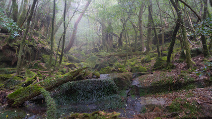 霧がかった森の中