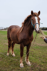 Fototapeta premium Brown draft horse with a white spot on the head grazing in the meadow