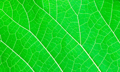 Abstract nature texture green leaves