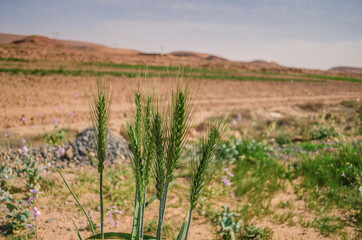Fototapeta na wymiar field of wheat in autumn, whit blurred background