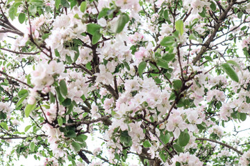 Fototapeta premium The blossoming pear tree. The pear tree blooming in the early spring in the garden.