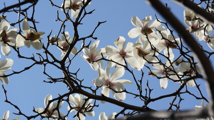 The beautiful blossoms blooming in the park in spring