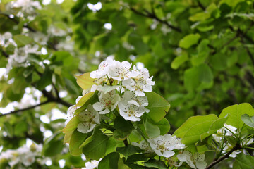 Flowering pear varieties "Limonka" in the spring
